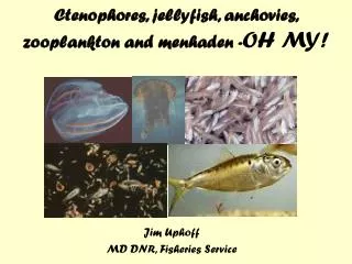 Ctenophores, jellyfish, anchovies, zooplankton and menhaden - OH MY!