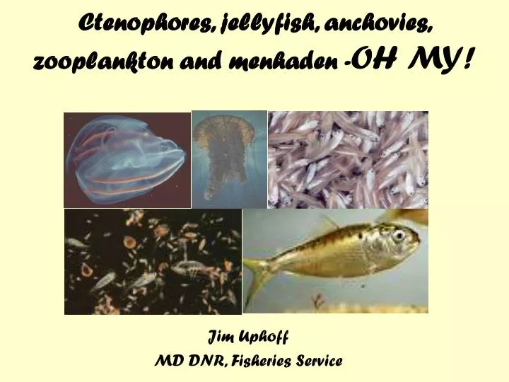 ctenophores jellyfish anchovies zooplankton and menhaden oh my