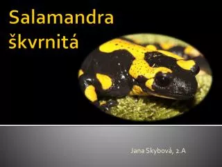 salamandra kvrnit