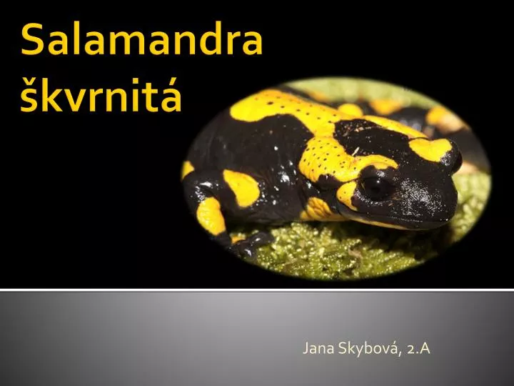 salamandra kvrnit