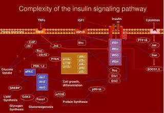 Complexity of the insulin signaling pathway
