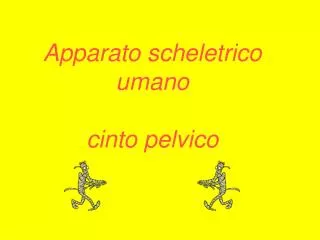 apparato scheletrico umano cinto pelvico