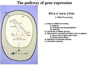 The pathway of gene expression