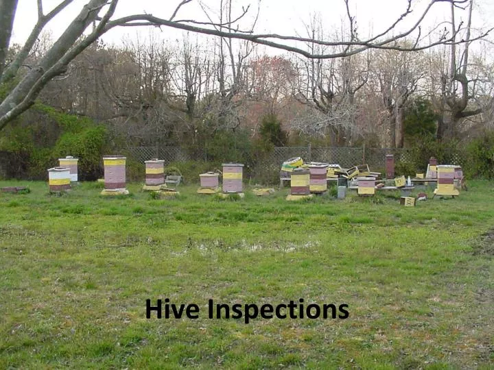 hive inspections