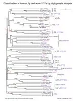 Classification of Human, Fly, and Worm PTPs by Phylogenetic Analysis - slide 1