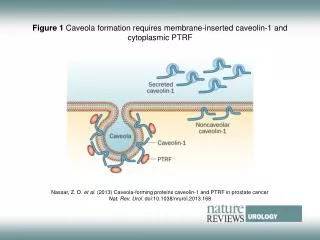 Figure 1 Caveola formation requires membrane-inserted caveolin?1 and cytoplasmic PTRF