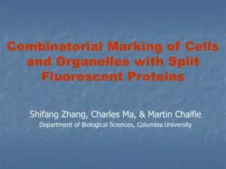 Combinatorial Marking of Cells and Organelles with Split Fluorescent Proteins