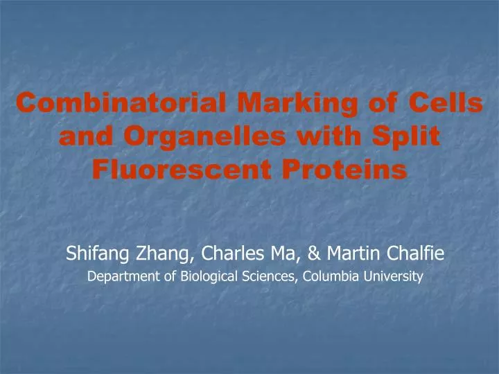 combinatorial marking of cells and organelles with split fluorescent proteins