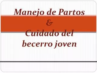 manejo de partos cuidado del becerro joven