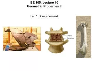 BE 105, Lecture 10 Geometric Properties II