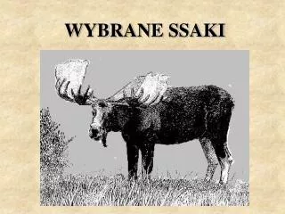 WYBRANE SSAKI