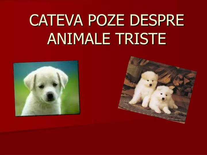 cateva poze despre animale triste