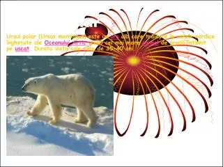 ursul polar