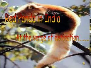 Red Panda in India