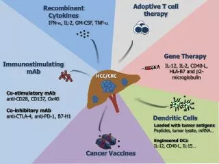 Adoptive T cell therapy