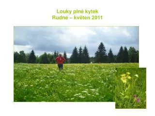 louky pln kytek rudn kv ten 2011