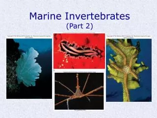 Marine Invertebrates (Part 2)