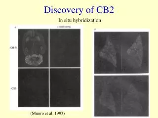 Discovery of CB2