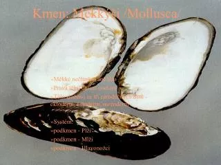 kmen m kk i mollusca