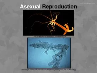 Asexual Reproduction