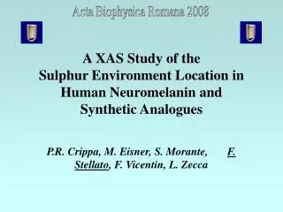 A XAS Study of the Sulphur Environment Location in Human Neuromelanin and Synthetic Analogues