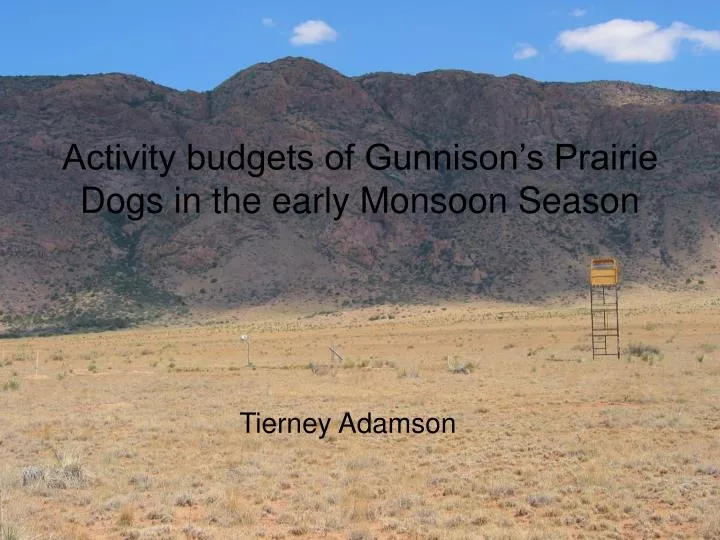 activity budgets of gunnison s prairie dogs in the early monsoon season