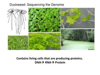 Duckweed: Sequencing the Genome