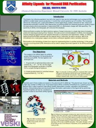 Affinity Ligands for Plasmid DNA Purification YING HAN, GARETH M. FORDE