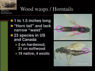 Wood wasps / Horntails