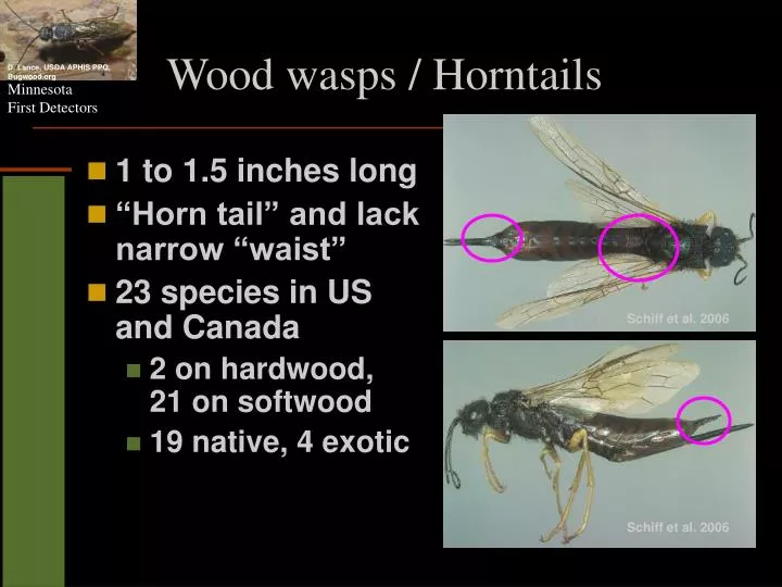 wood wasps horntails