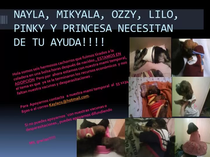 nayla mikyala ozzy lilo pinky y princesa necesitan de tu ayuda