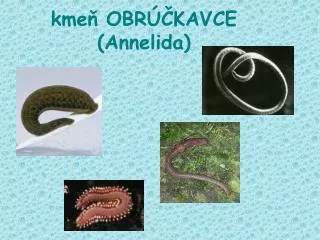 kme obr kavce annelida