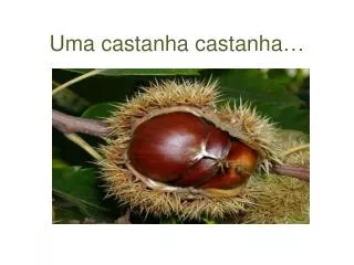 uma castanha castanha