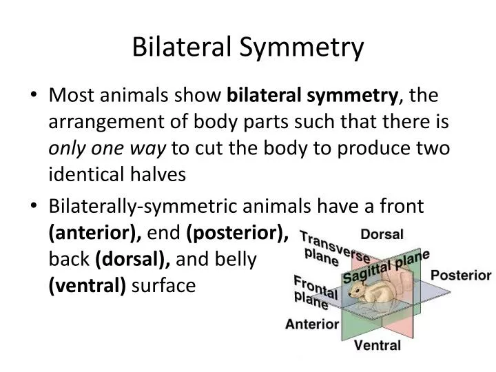 bilateral symmetry