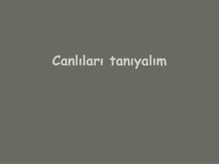 canl lar tan yal m