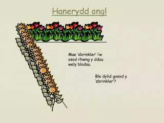 hanerydd ongl