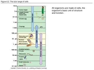 Figure 6.2 The size range of cells