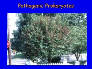 Pathogenic Prokaryotes