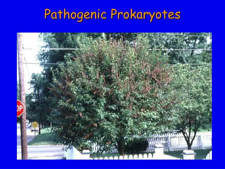 pathogenic prokaryotes