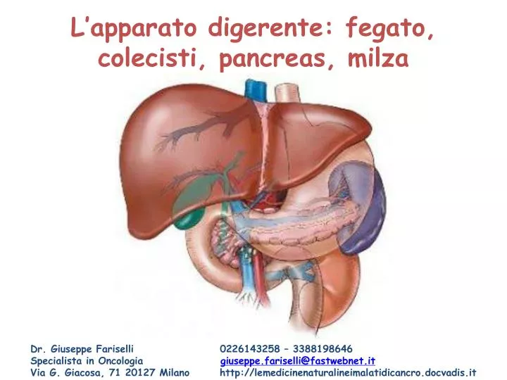 l apparato digerente fegato colecisti pancreas milza