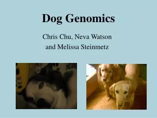 Dog Genomics