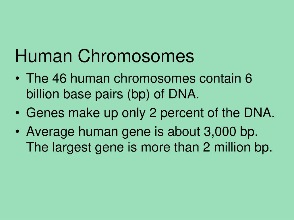 PPT - Human Chromosomes PowerPoint Presentation, free download - ID:4625984