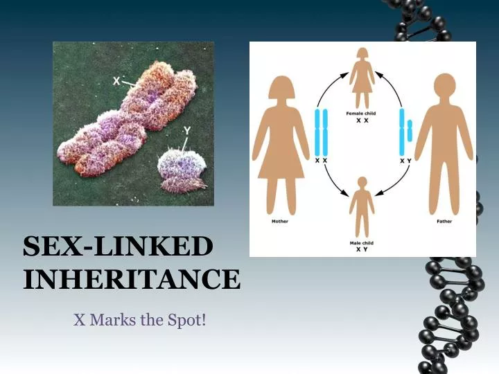 sex linked inheritance