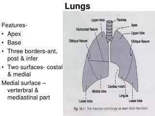 Lungs