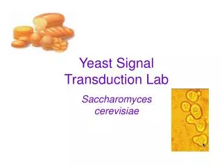 Yeast Signal Transduction Lab Saccharomyces cerevisiae