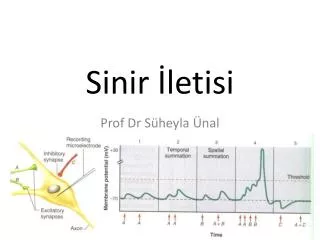 sinir letisi