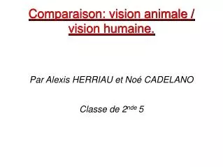 comparaison vision animale vision humaine