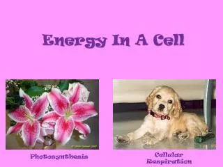 Energy In A Cell