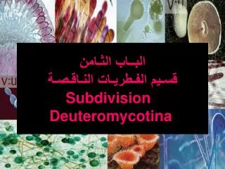 subdivision deuteromycotina