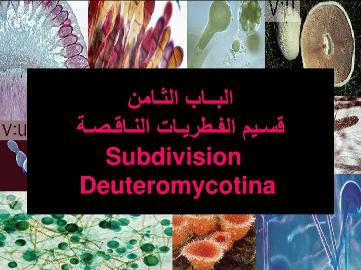 subdivision deuteromycotina